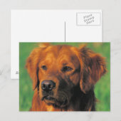 Goldene Retriever Postkarte (Vorne/Hinten)