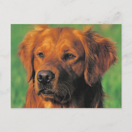 Goldene Retriever Postkarte (Vorderseite)