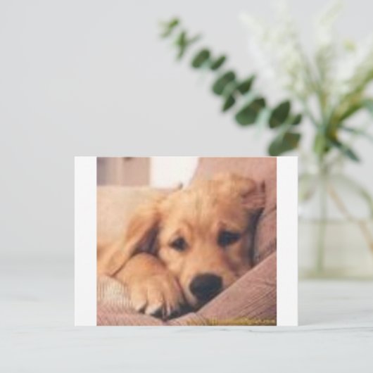 Goldene Retriever Postkarte (Stehend Vorderseite)