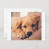 Goldene Retriever Postkarte (Vorne/Hinten)