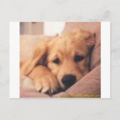 Goldene Retriever Postkarte (Vorderseite)