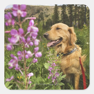 Goldene Retriever Quadratischer Aufkleber