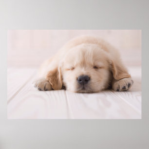 Goldene Retriever Schlafen Poster