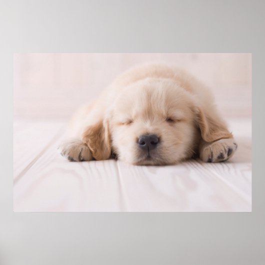 Goldene Retriever Schlafen Poster (Vorne)