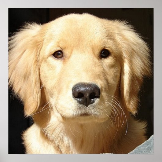 Goldene Retriever-Schließung Poster (Vorne)