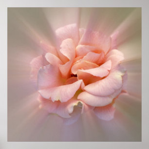 Goldene Rosa Poster