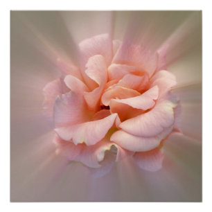 Goldene Rosa Poster