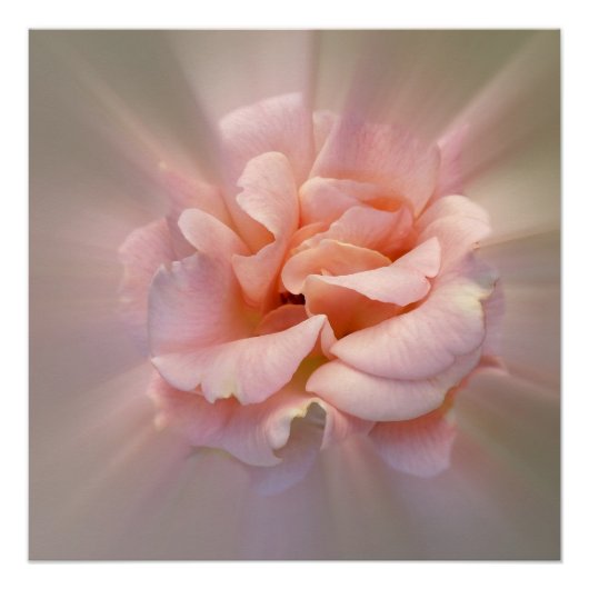 Goldene Rosa Poster (Vorderseite)
