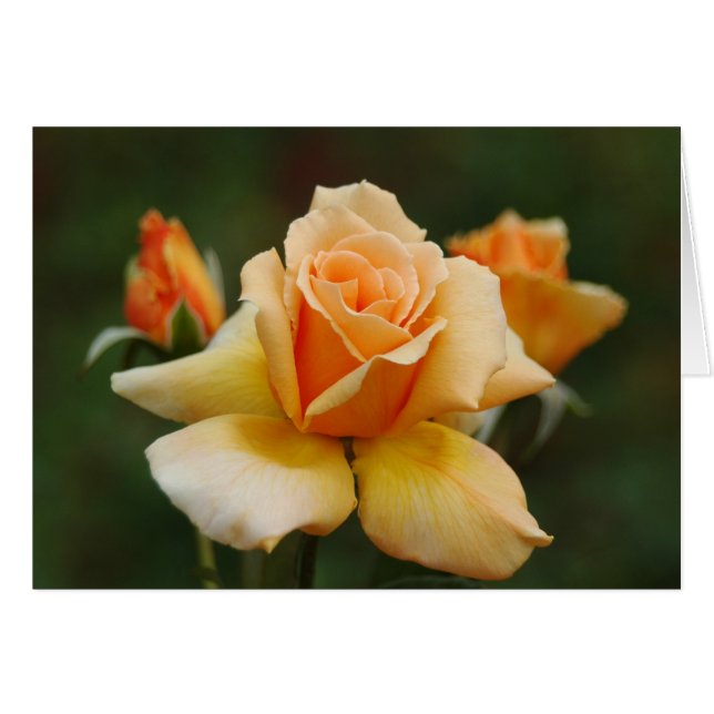 Goldene Rose (Vorderseite (Horizontal))
