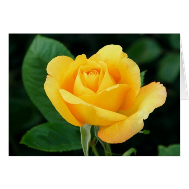 Goldene Rose 23 (Vorderseite (Horizontal))