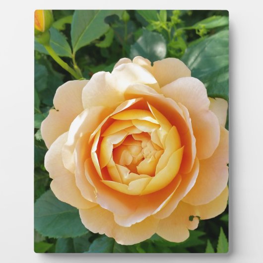 Goldene Rose Fotoplatte (Vorderseite)