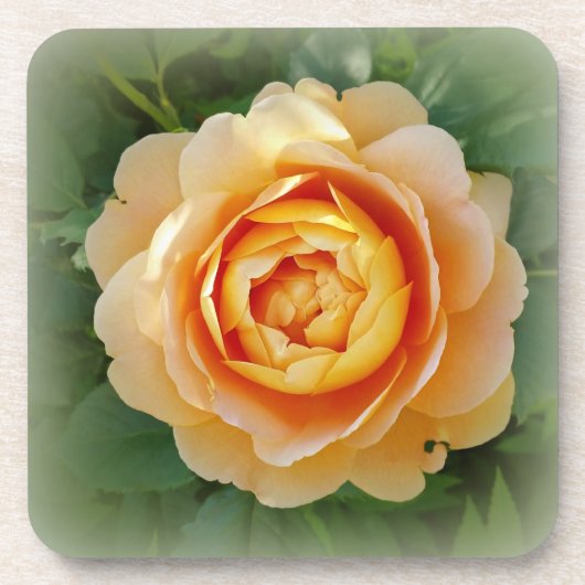 Goldene Rose Getränkeuntersetzer (Vorderseite)