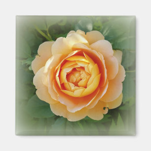 Goldene Rose Magnet