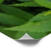 Goldene Rose Poster (Ecke)