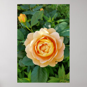 Goldene Rose Poster