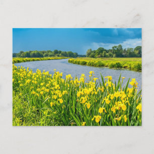 Goldene Schwertlilien inspirieren das Symbol Fleur Postkarte
