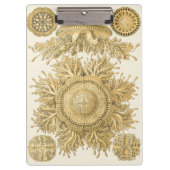 Goldene Seegeschöpfe Klemmbrett (Vorderseite)