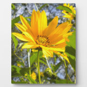 Goldene Sonnenblume Fotoplatte (Vorderseite)