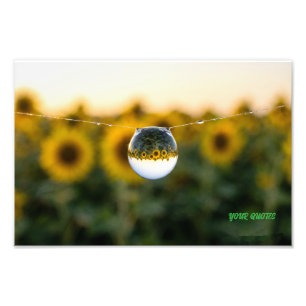 Goldene Sonnenblume, gespiegelt in einem Morgentau Fotodruck
