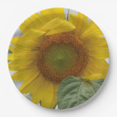 Goldene Sonnenblume Pappteller (Vorderseite)