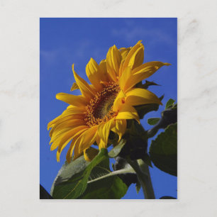 Goldene Sonnenblume Postkarte