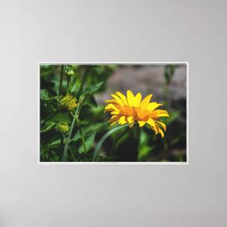 Goldene Stunde Glanz auf einer hellen Blüte Druck Leinwanddruck