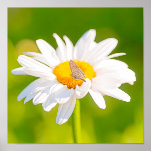 Goldene Stunde Pause Poster (Vorne)