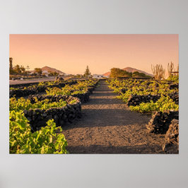Goldene Stunde über den La Geria-Weinbergen Lanzar Poster
