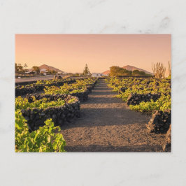 Goldene Stunde über den La Geria-Weinbergen Lanzar Postkarte
