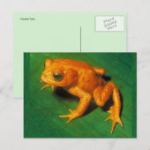 Goldene Toad, Toad Monte Verde Postkarte (Vorne/Hinten)