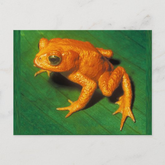 Goldene Toad, Toad Monte Verde Postkarte (Vorderseite)
