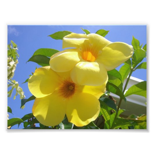 Goldene Trumpet-Blume I Fotodruck (Vorne)