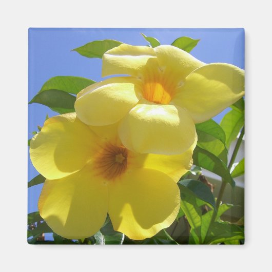 Goldene Trumpet-Blume I Magnet (Vorne)