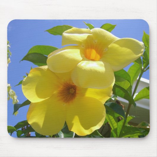 Goldene Trumpet-Blume I Mousepad (Vorne)
