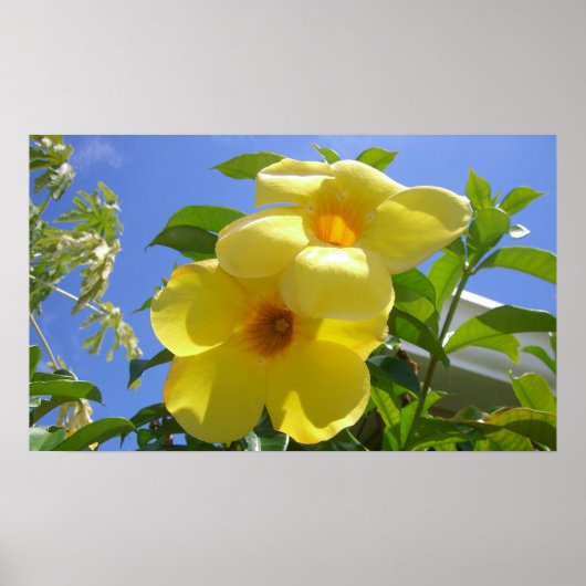 Goldene Trumpet-Blume I Poster (Vorne)