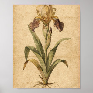 Goldene und Pflaumen-Schwertlilie Botanische Kunst Poster