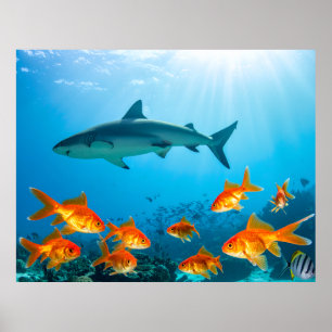 Goldene unter Haien Poster