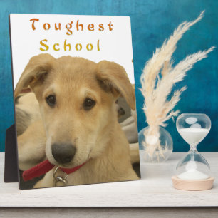 Goldene Weisheit: Ein Hund-Augen-Blick auf die Sch Fotoplatte