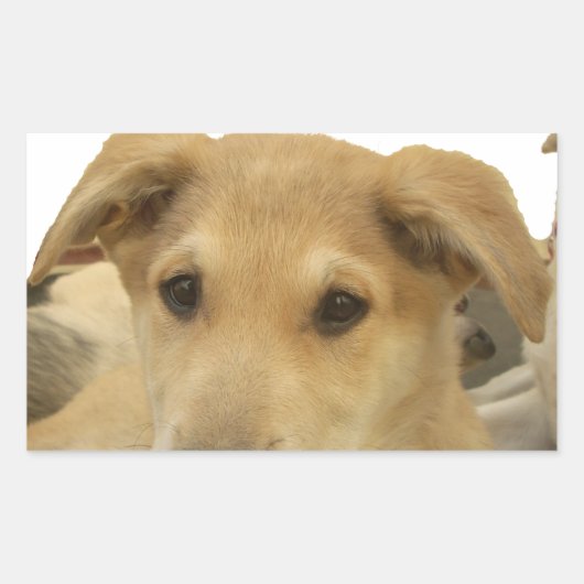 Goldene Weisheit: Ein Hund-Augen-Blick auf die Sch Rechteckiger Aufkleber (Vorderseite)