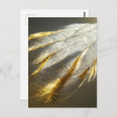 Goldene weiße Federn Postkarte (Vorne/Hinten)