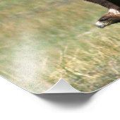 Goldener Adler im Flug 11x14 horizontal Fotodruck (Ecke)