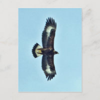 Goldener Adler im Flug