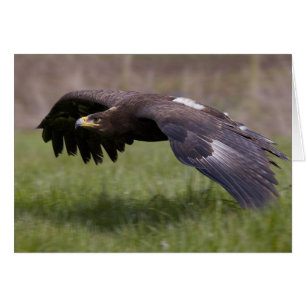 Goldener Adler mit Flugkarte