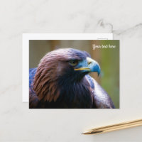 Goldener Adler Postkarte