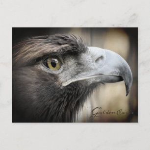 Goldener Adler: Postkarte