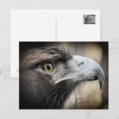 Goldener Adler: Postkarte (Vorne/Hinten)