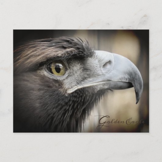 Goldener Adler: Postkarte (Vorderseite)