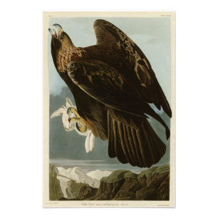 Goldener Adler von Audubons Vögeln Amerikas Fotodruck