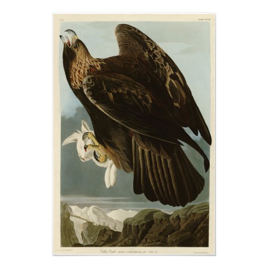 Goldener Adler von Audubons Vögeln Amerikas Fotodruck (Vorne)