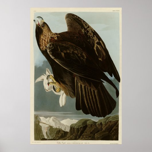 Goldener Adler von Audubons Vögeln Amerikas Poster (Vorne)